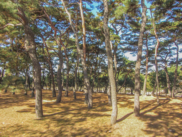 韓國安東河回村 洛東江河堤松樹林