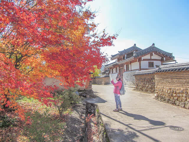 韓國安東河回村 秋天紅楓葉景色