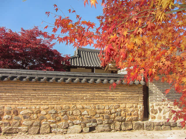 韓國安東河回村 秋天紅楓葉景色