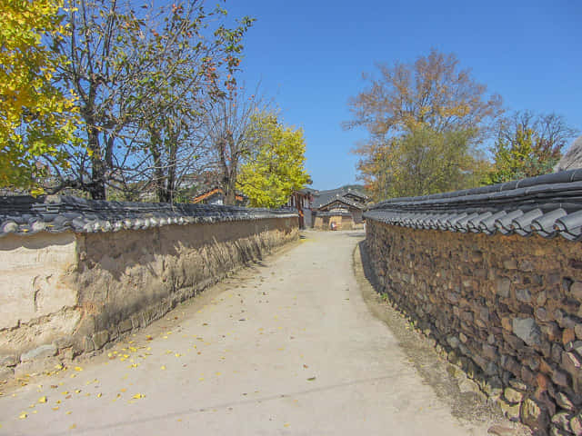 韓國安東河回村 秋天紅楓葉、黃銀杏景色