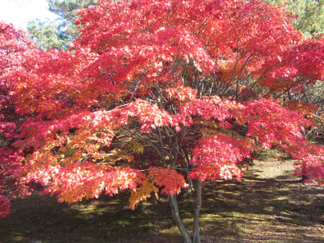 安東市 月映橋 洛東江畔 秋天紅楓葉