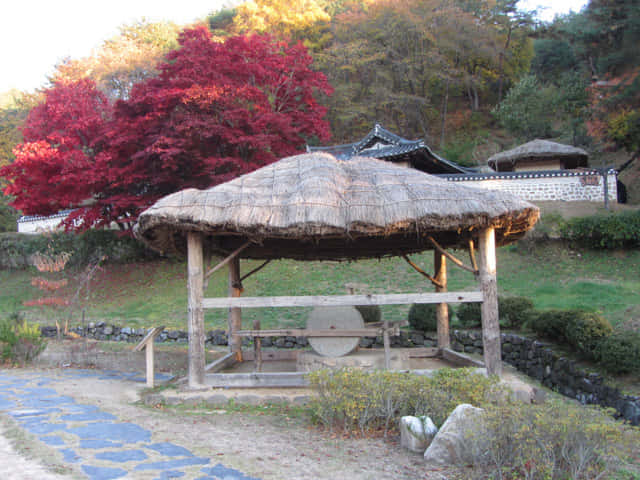 安東民俗村 (안동민속촌Andong Folk Village) 秋天紅楓葉景色