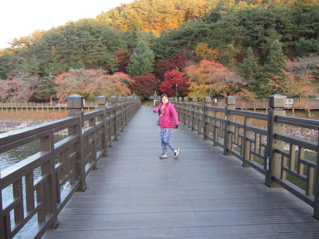 橫躺安東市 洛東江兩岸 的月映橋