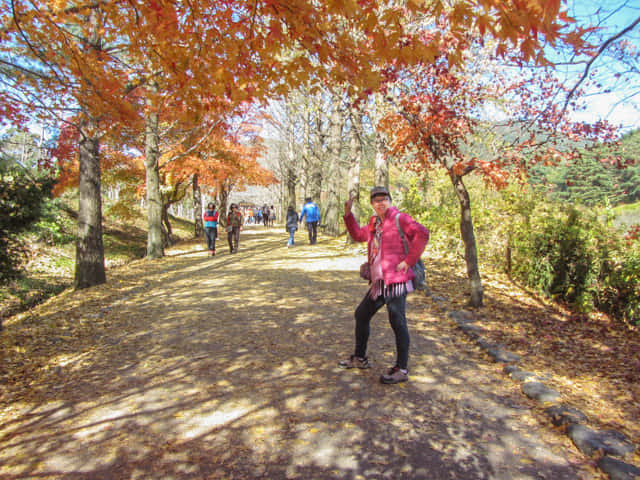 榮州 浮石寺入口 銀杏步道