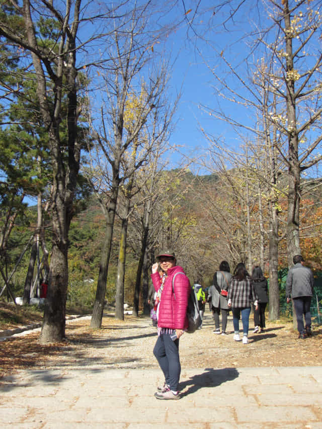 榮州 浮石寺入口 銀杏步道