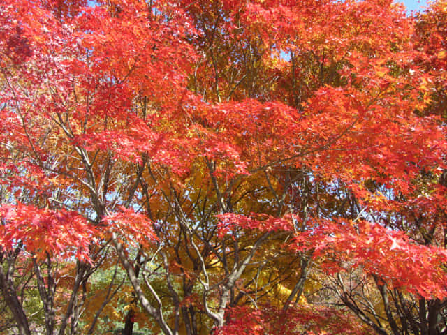 榮州 浮石寺入口 紅葉