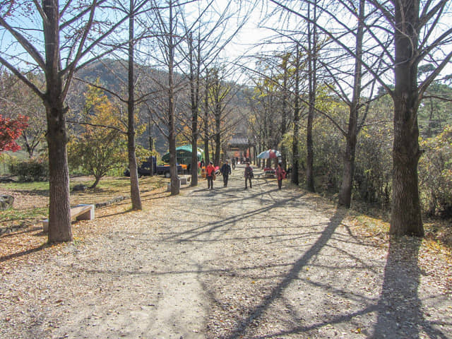 榮州 浮石寺入口 一柱門山門 銀杏步道