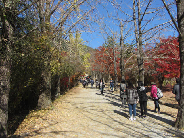 榮州 浮石寺入口 一柱門山門 銀杏步道