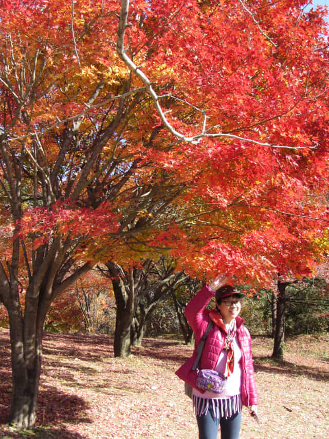 榮州 浮石寺入口 紅葉