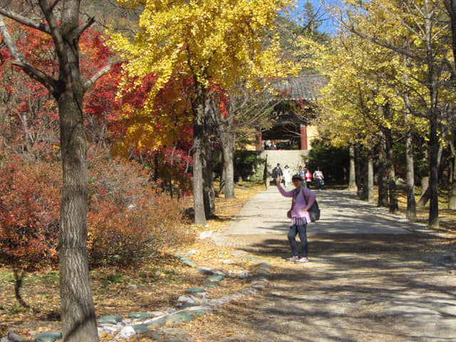 榮州 浮石寺入口 一柱門山門 銀杏步道