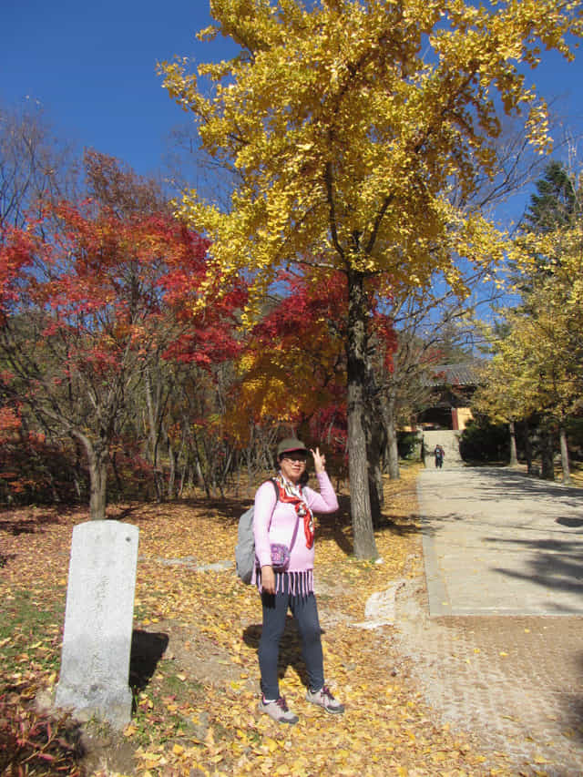 榮州 浮石寺入口 一柱門山門 銀杏步道