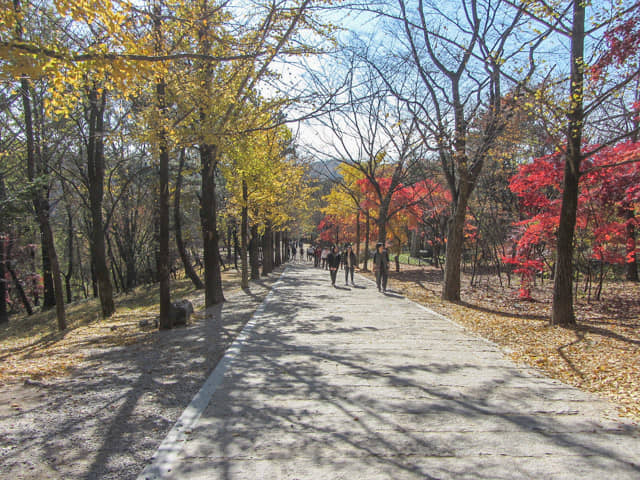 榮州 浮石寺入口 一柱門山門 銀杏步道