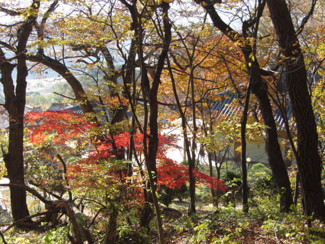 韓國榮州浮石寺 應真殿、慈忍堂登山路 秋天漂亮紅葉