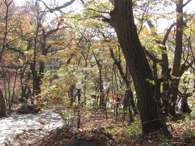 韓國榮州浮石寺 應真殿、慈忍堂登山路 秋天漂亮紅葉