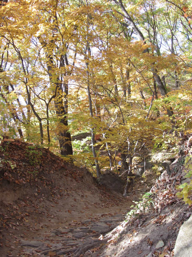 韓國榮州浮石寺 應真殿、慈忍堂登山路 秋天漂亮紅葉