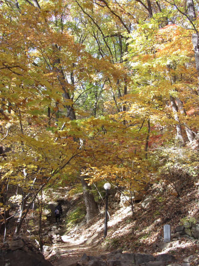 韓國榮州浮石寺 應真殿、慈忍堂登山路 秋天漂亮紅葉