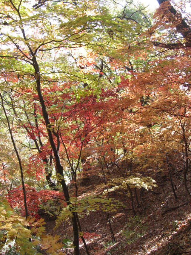 韓國榮州浮石寺 應真殿、慈忍堂登山路 秋天漂亮紅葉