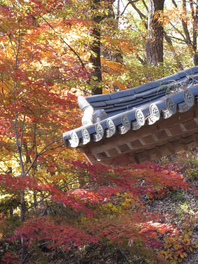 韓國 榮州浮石寺 祖師堂、醉玄庵 秋天紅葉景色