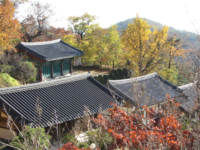 韓國榮州 浮石寺 秋天 黃銀杏、紅葉漂亮景色