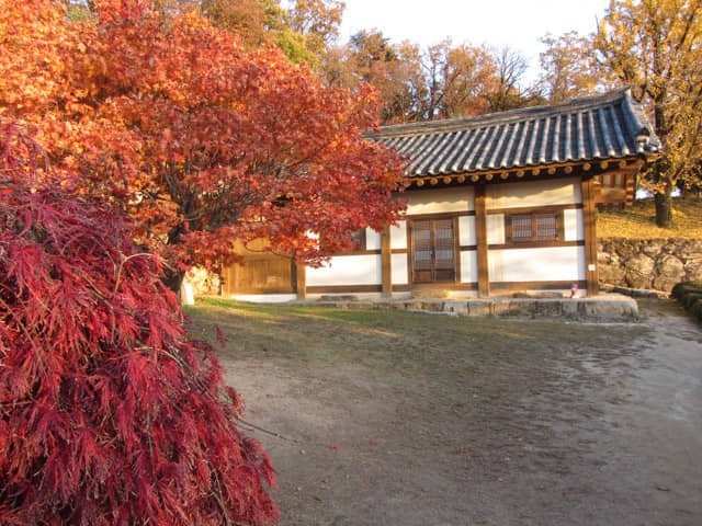 韓國榮州 浮石寺 秋天 黃銀杏、紅葉漂亮景色