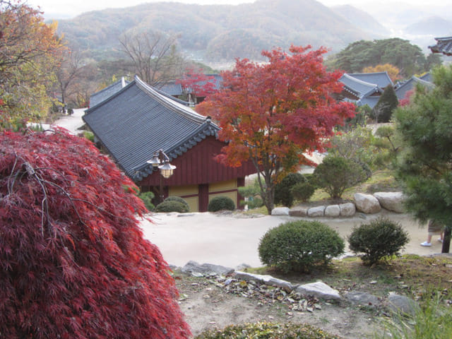 韓國榮州浮石寺 秋天紅葉、黃銀杏景色