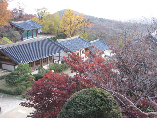 韓國榮州 浮石寺 秋天 黃銀杏、紅葉漂亮景色