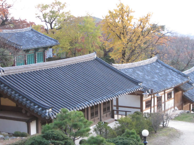 韓國榮州浮石寺 秋天紅葉、黃銀杏景色