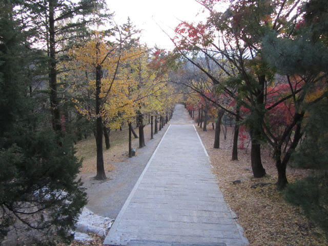 韓國榮州浮石寺 銀杏金黃大道