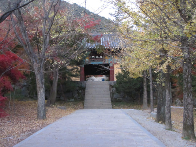 韓國榮州浮石寺 天王門 銀杏金黃大道