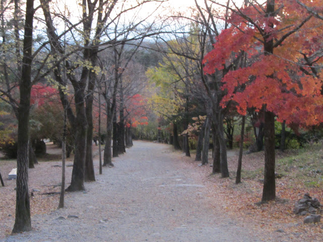 韓國榮州浮石寺 銀杏金黃大道