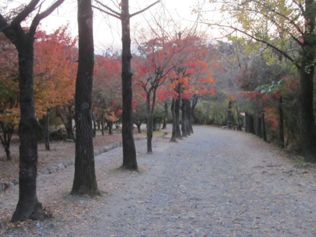 韓國榮州浮石寺 銀杏金黃大道