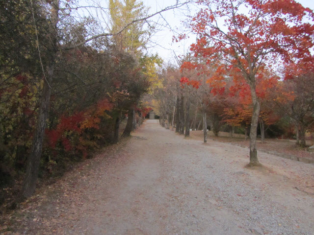 韓國榮州浮石寺 銀杏金黃大道