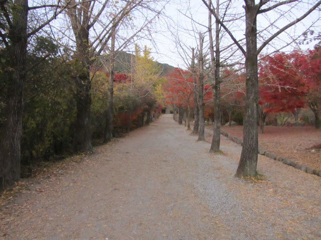 韓國榮州浮石寺 銀杏金黃大道