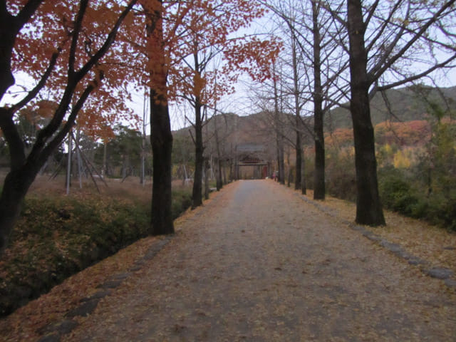 韓國榮州浮石寺 入口 銀杏金黃大道