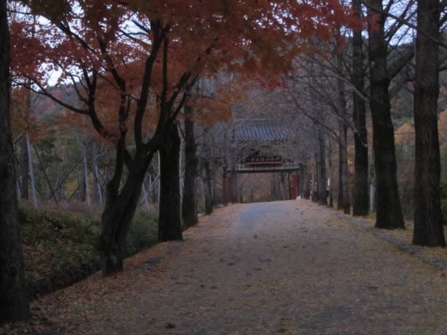 韓國榮州浮石寺 入口 銀杏金黃大道