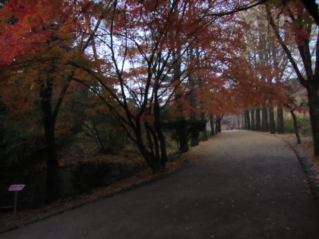 韓國榮州浮石寺 入口 銀杏金黃大道