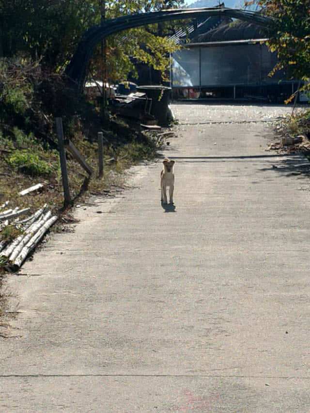 韓國安東河回村 惡犬攔路禁止進入安東河回村