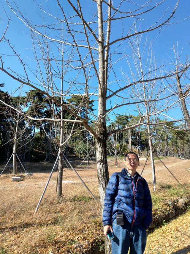 榮州 浮石寺入口 銀杏步道