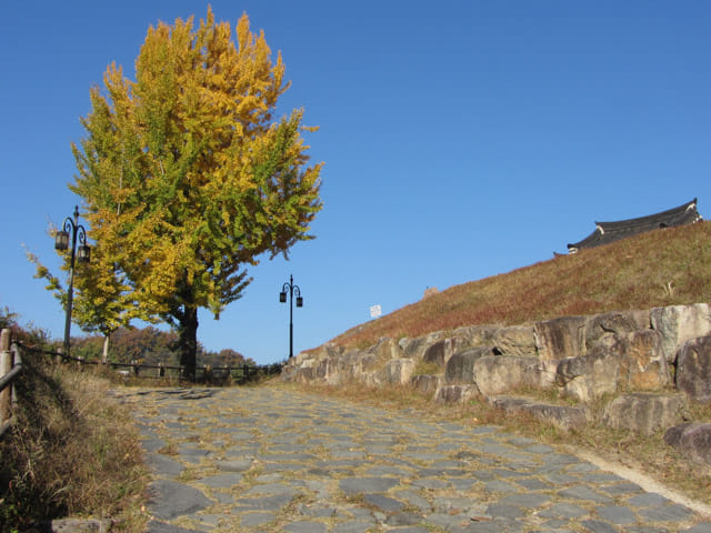 榮州西川左岸河堤 三判書古宅 (삼판서고택) 金黃銀杏樹