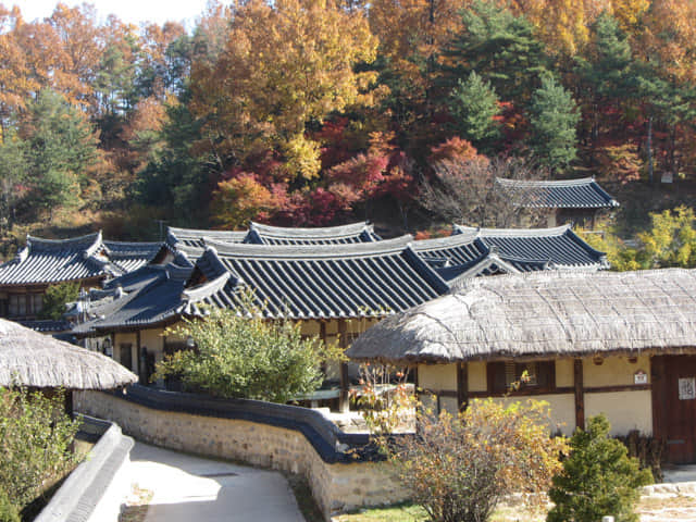 韓國榮州 水島村 (무섬마을 Yeongju Museom Village) 秋天紅葉景色