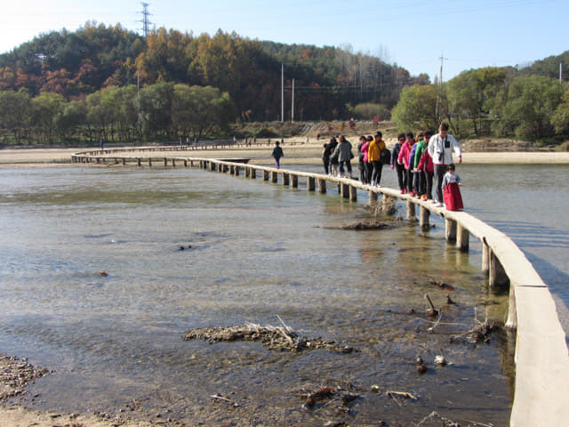 韓國榮州水島村 橫躺西川兩岸的獨木橋