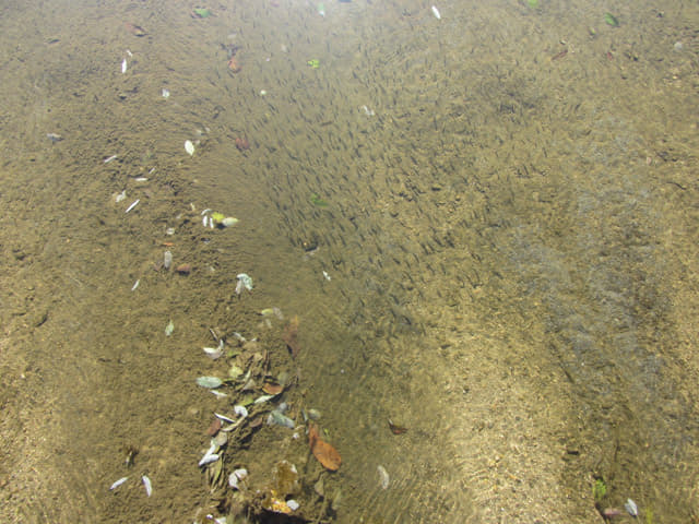 韓國榮州水島村 獨木橋