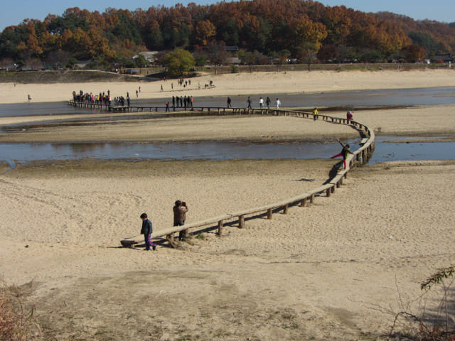 韓國榮州水島村 橫躺西川兩岸的獨木橋