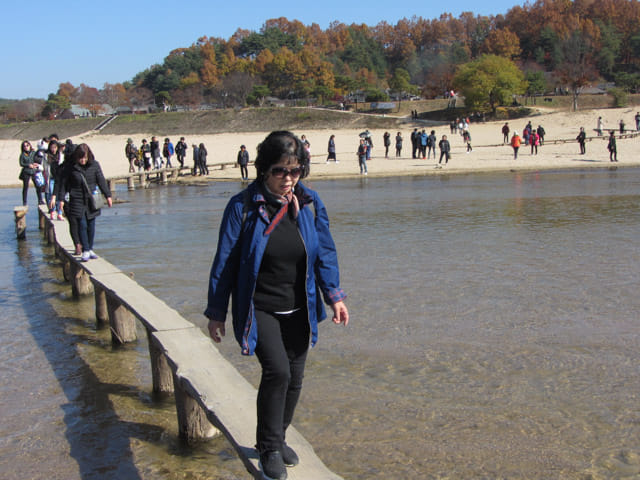 韓國榮州水島村 橫躺西川兩岸的獨木橋