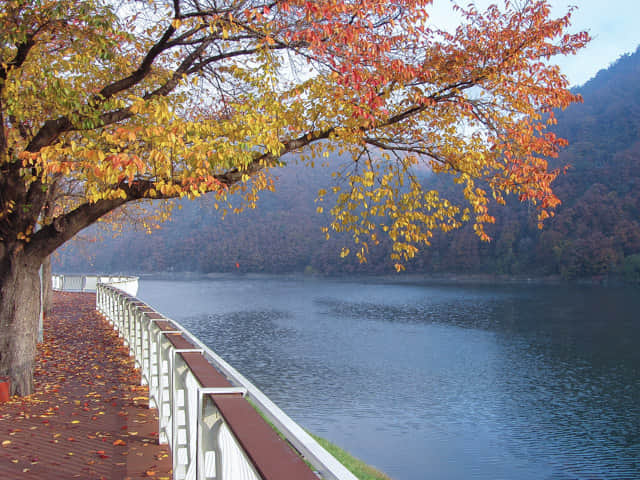 韓國丹陽 南漢江 秋天 紅楓葉景色