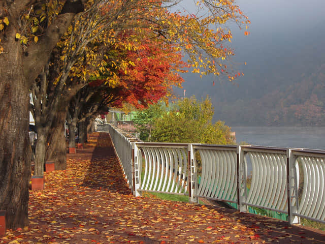 韓國丹陽 南漢江 秋天 紅楓葉景色