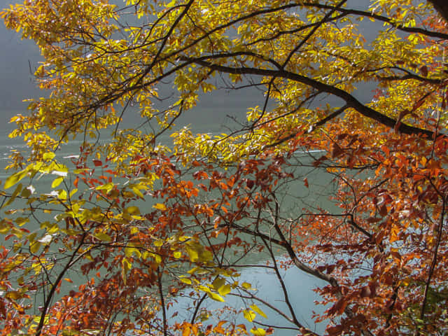 韓國丹陽南漢江畔第四散步道 秋天紅葉景色