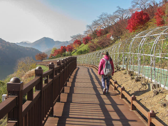 韓國丹陽南漢江畔第四散步道(江邊路) 秋天紅葉景色