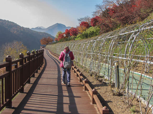 韓國丹陽南漢江畔第四散步道 (江邊路) 秋天紅葉景色