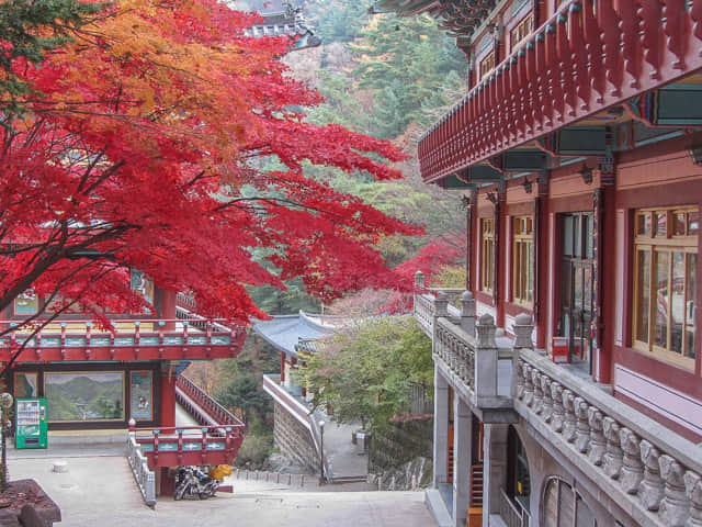 韓國丹陽小白山救仁寺 (구인사 Guinsa) 仁光堂(인광당) 總務院 (총무원) 秋天紅葉